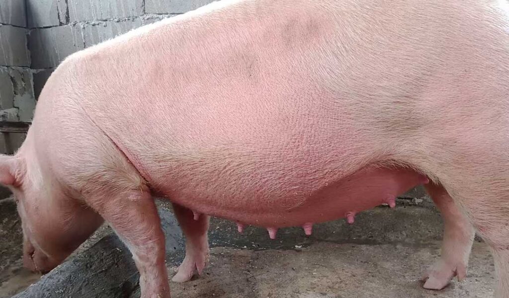 kualitas indukan babi