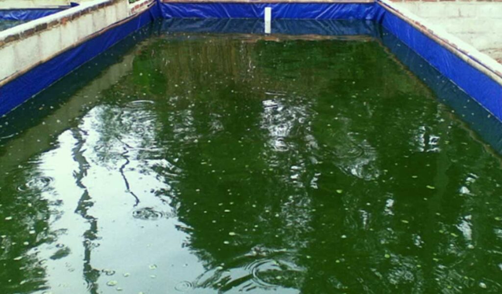 Kualitas suhu maupun kondisi air kolam lele