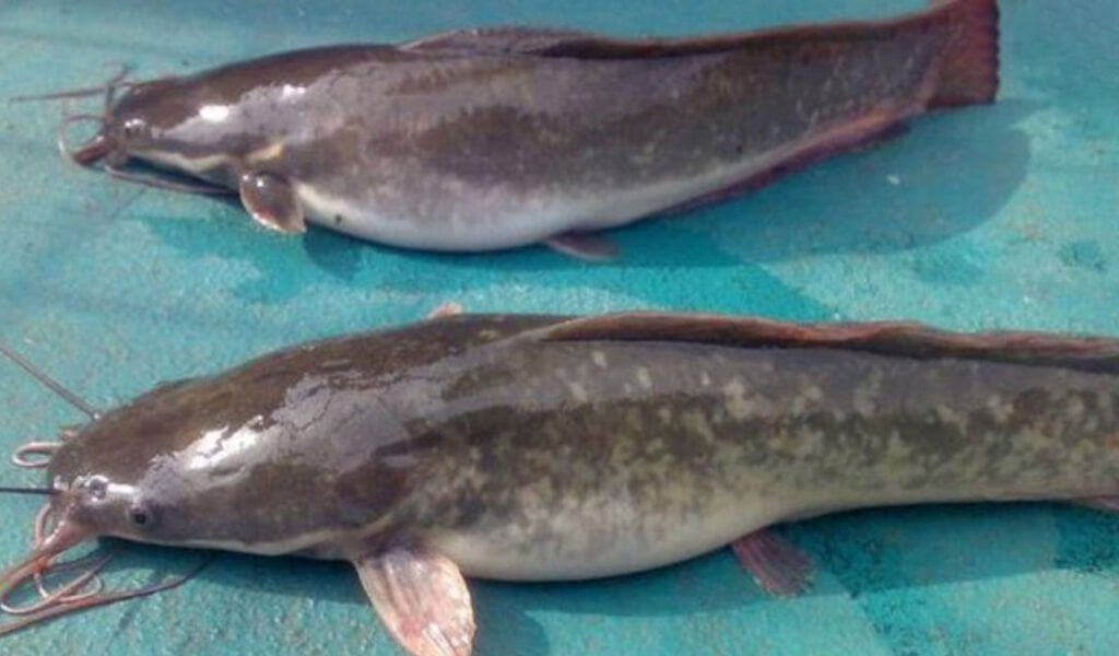 merawat-indukan-lele