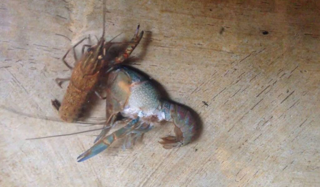lobster air tawar gagal molting