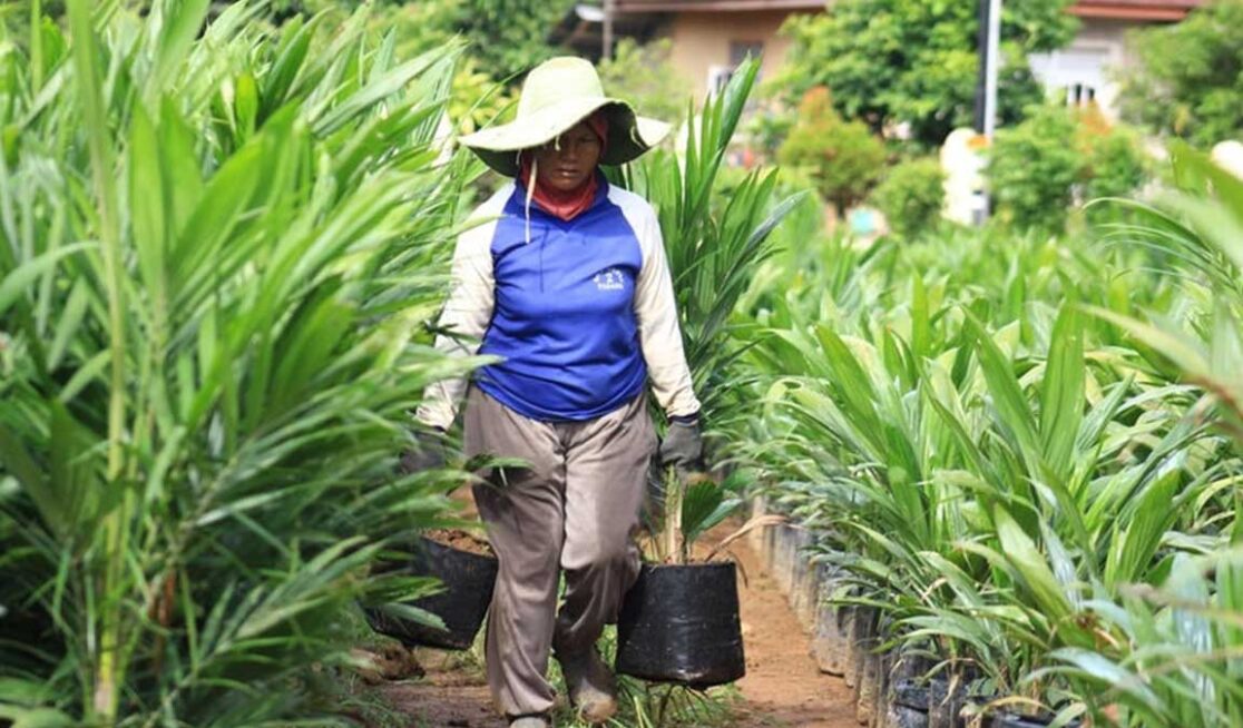 Cara Pemupukan Sawit Yang Baik Dan Benar Jenis Pupuk Kelapa Sawit - Riset