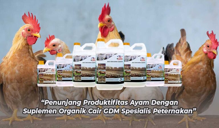 Cara Agar Ayam Cepat Bertelur Kembali, Hasil Telur Lebih Maksimal ...