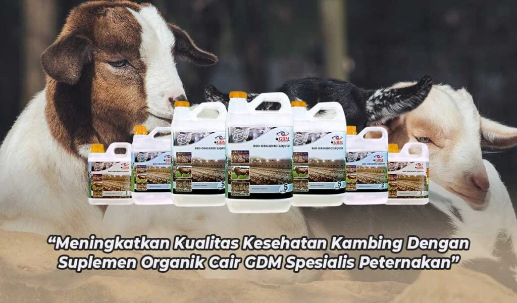 probiotik-kambing