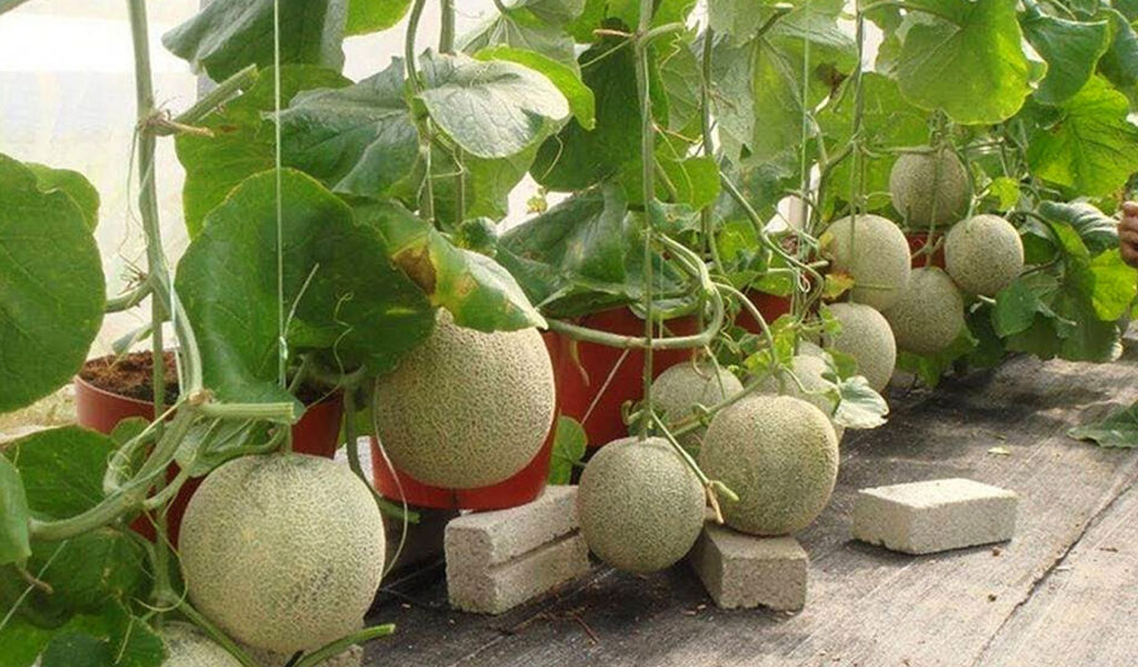 cara membuat tanaman melon besar dan banyak