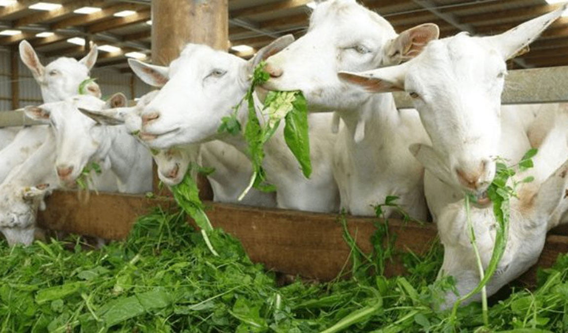 Pakan Kambing Agar Cepat Gemuk Jenis Kebutuhan Nutrisi Dan Cara Pemberian Suplemen Dan Pupuk