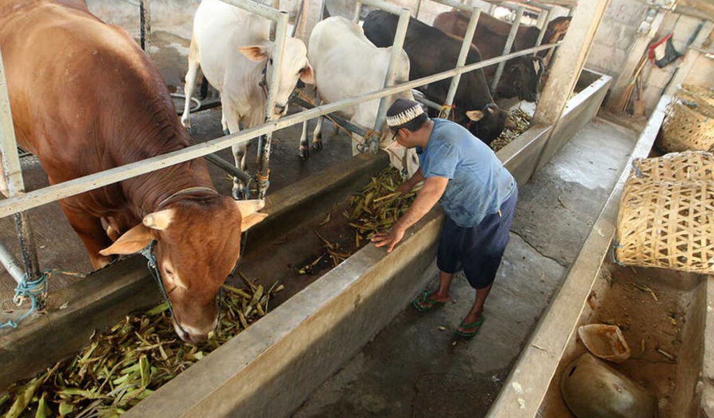 pemberian pakan sapi