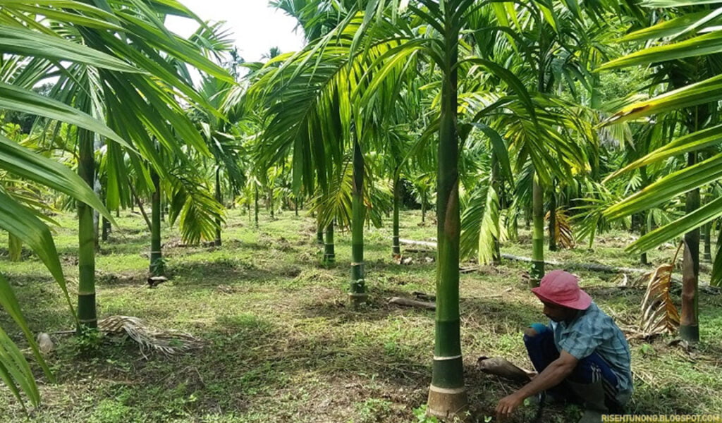 kebutuhan unsur tanaman pinang