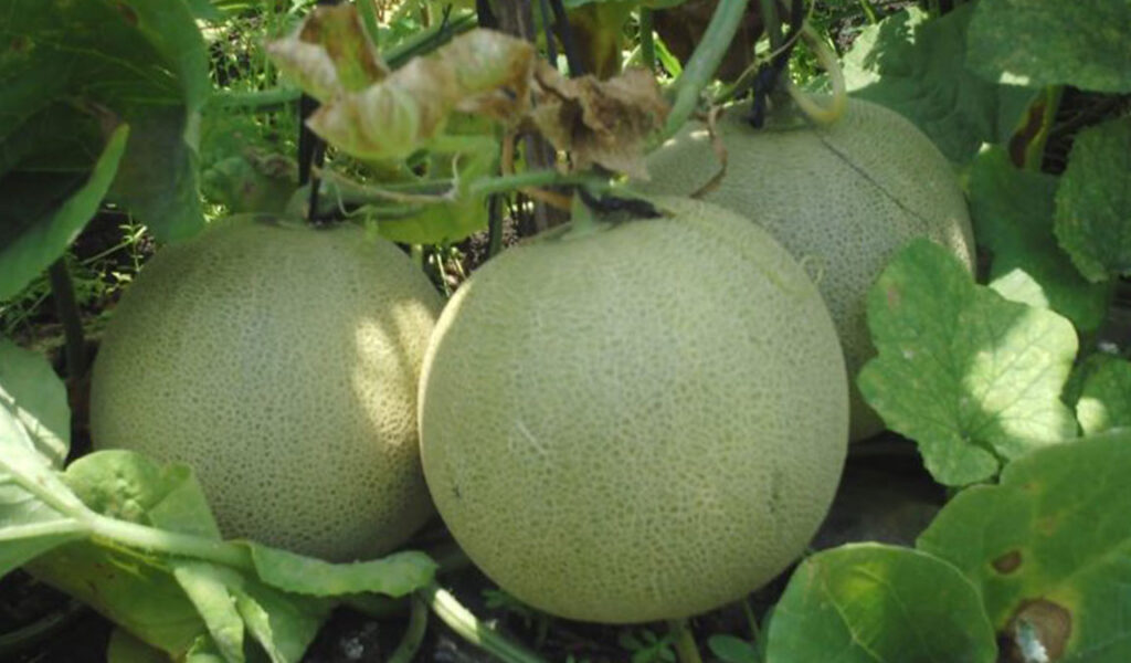 penunjang buah melon besar