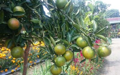 agar-pohon-jeruk-cepat-tumbuh agar-pohon-jeruk-cepat-tumbuh