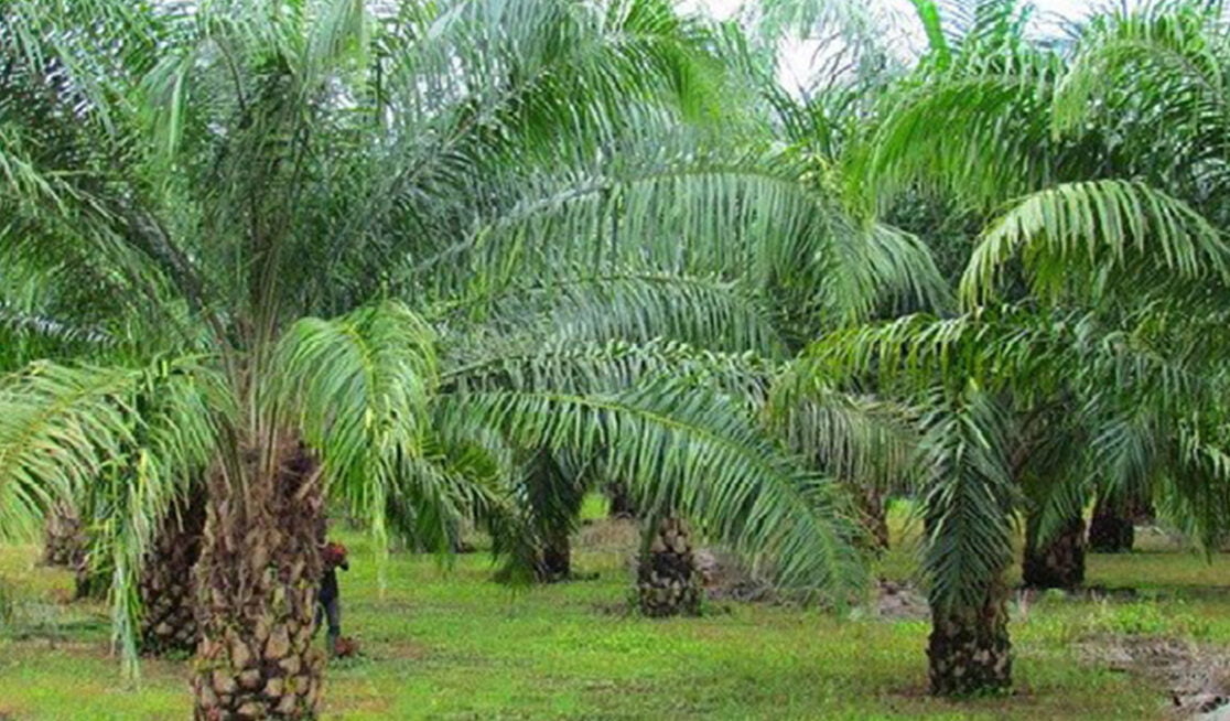 Cara Merawat Kelapa Sawit Secara Baik Dan Benar - Suplemen Dan Pupuk ...