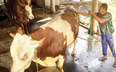 perawatan-sapi perawatan-sapi