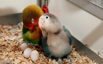 cara-agar-lovebird-banyak-bertel cara-agar-lovebird-banyak-bertel