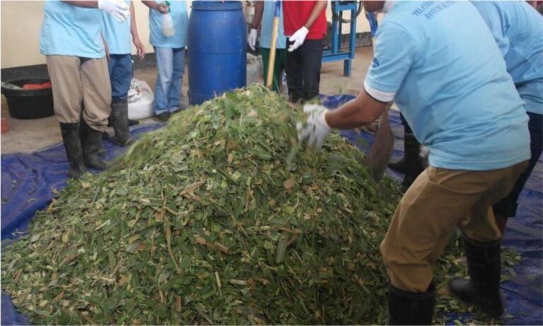 Cara Membuat Silase Untuk Pakan Ternak Dengan Bahan Yang Mudah ...