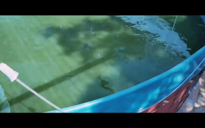 pemupukan-kolam-lele pemupukan-kolam-lele