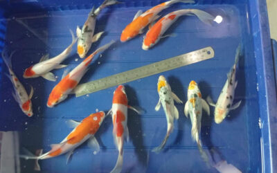 penjual-ikan-koi penjual-ikan-koi