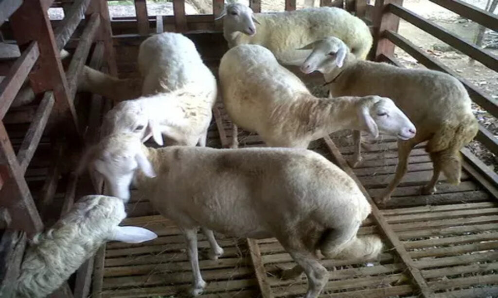 pemilihan bibit domba