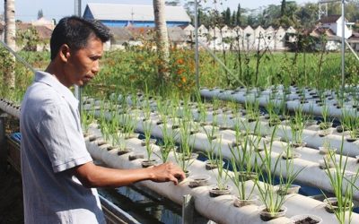 Penggiat-Tanam-Padi-Hidroponik Penggiat Tanam Padi Hidroponik